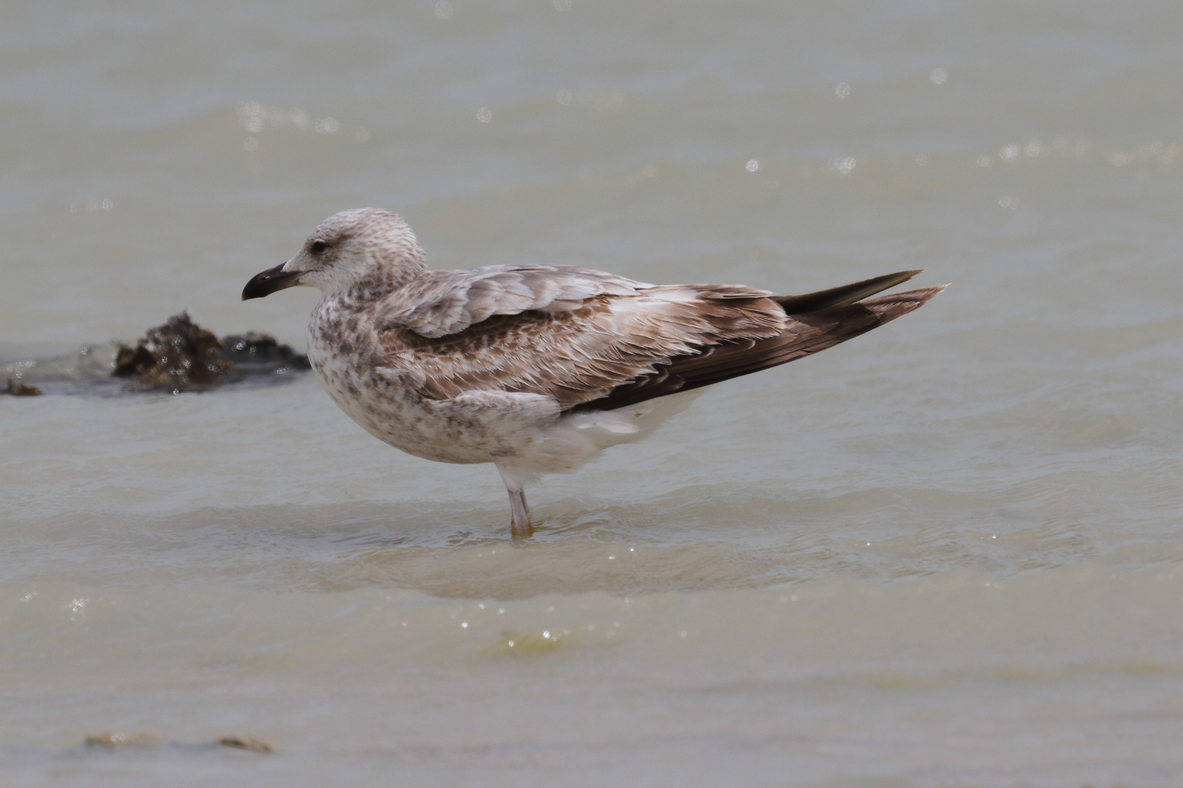 Steppe Gull. Qatar, 07 March 2013 © Neil G. Morris.