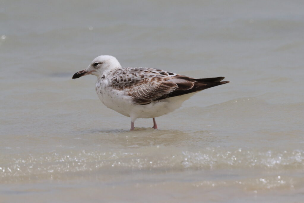 Steppe Gull. Qatar, 07 March 2013 © Neil G. Morris.