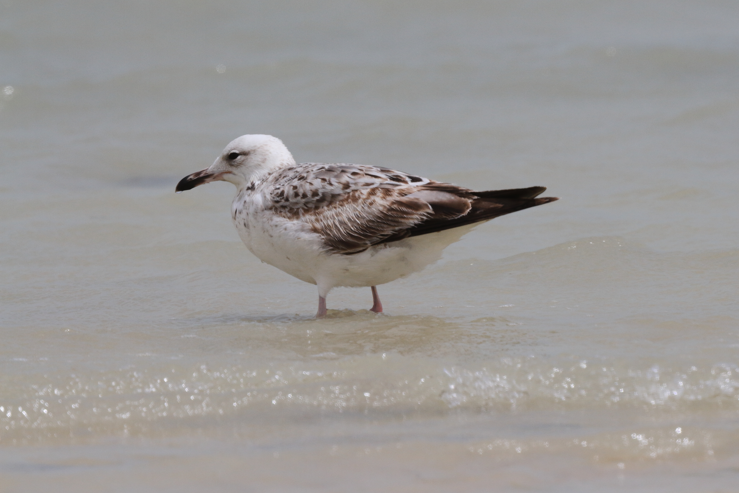 Steppe Gull. Qatar, 07 March 2013 © Neil G. Morris.
