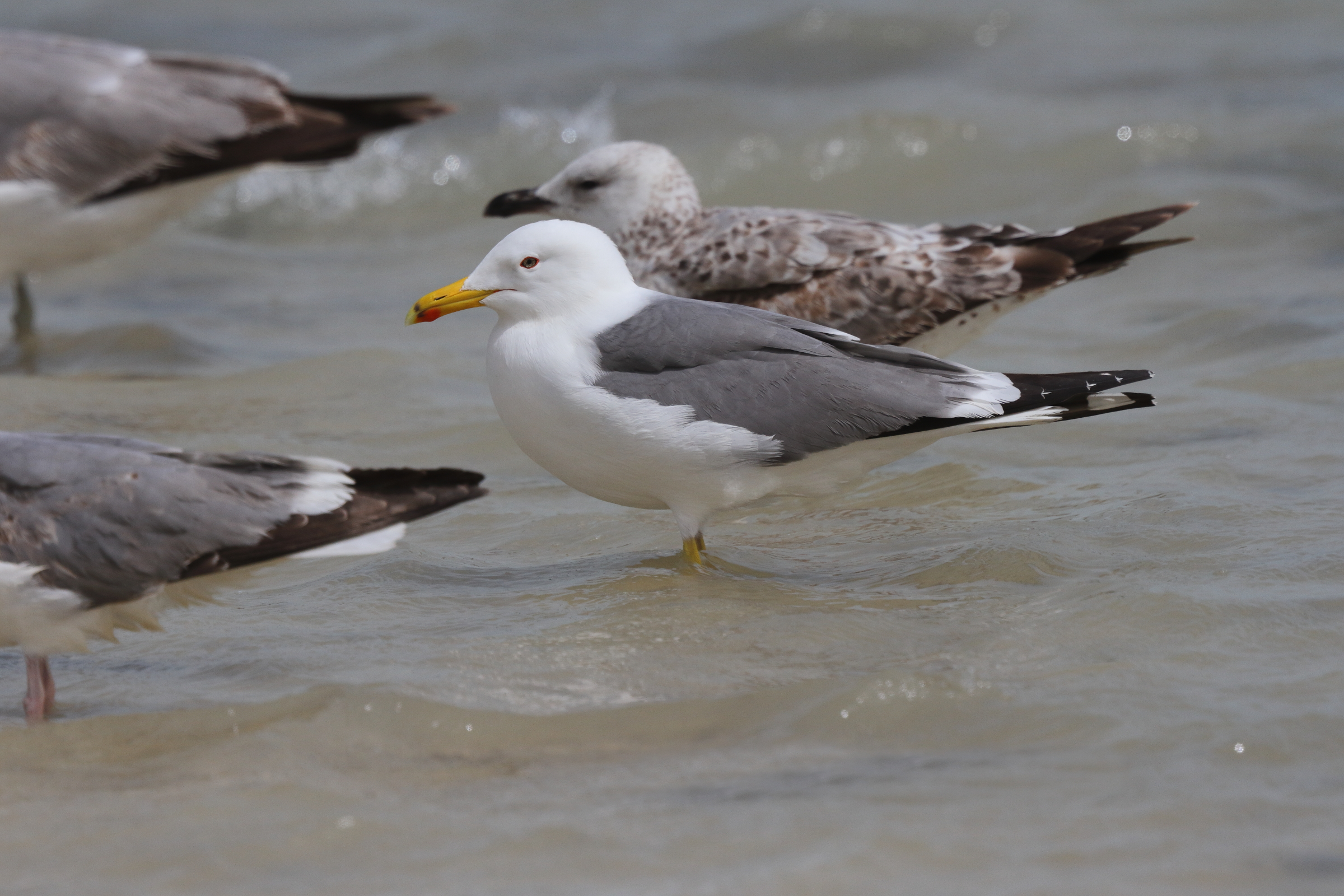 Steppe Gull. Qatar, 07 March 2013 © Neil G. Morris.