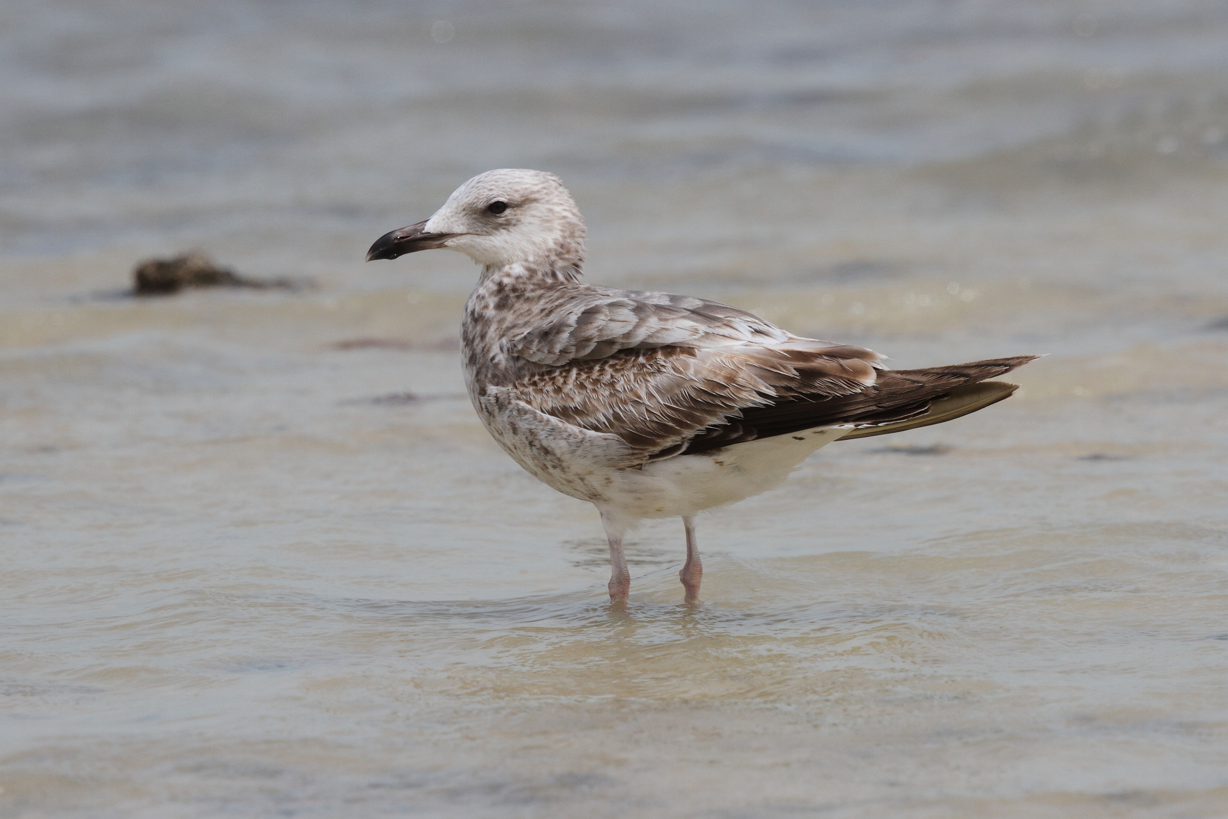 Steppe Gull. Qatar, 07 March 2013 © Neil G. Morris.