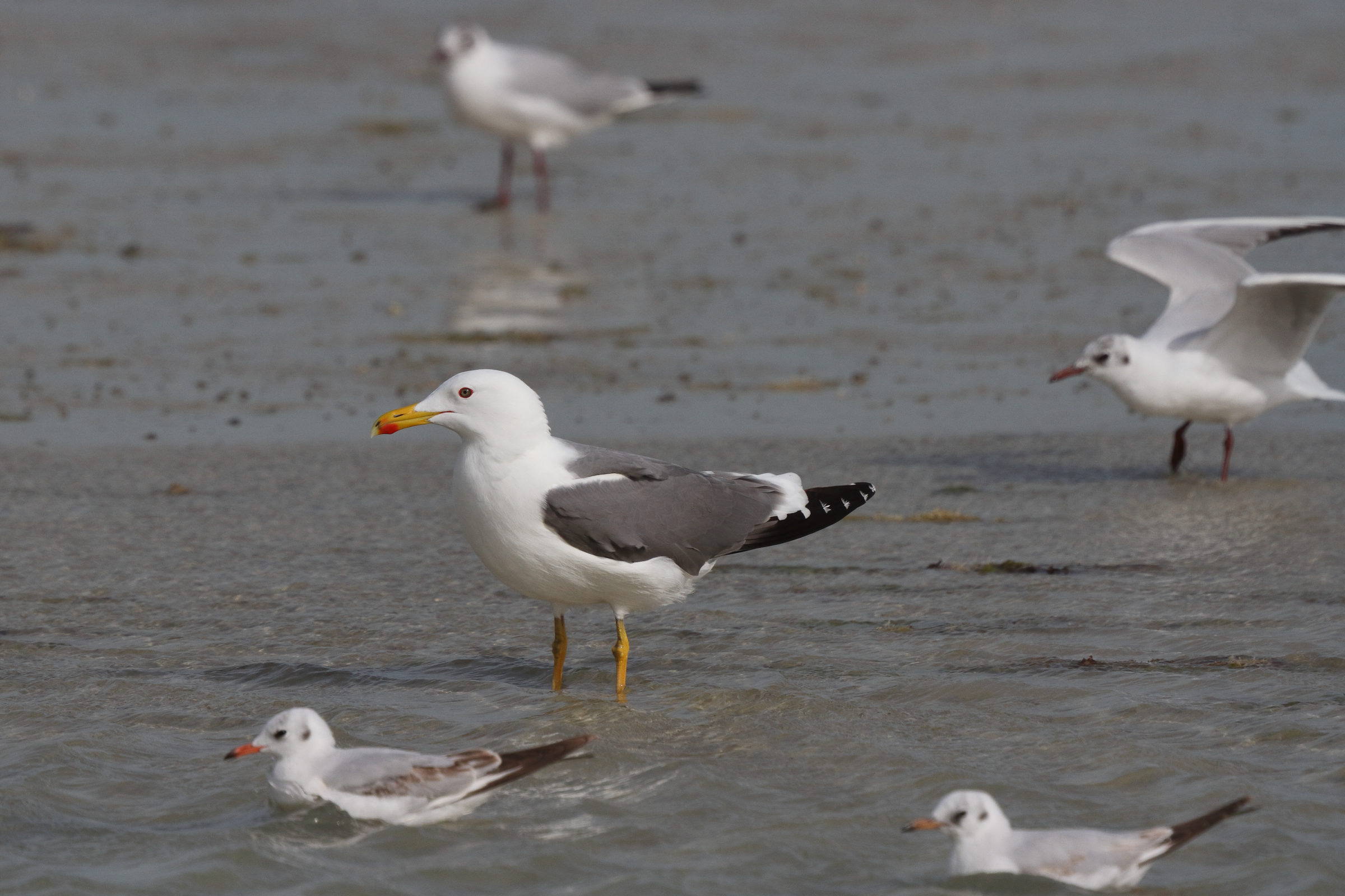 Steppe Gull. Qatar, 07 March 2013 © Neil G. Morris.