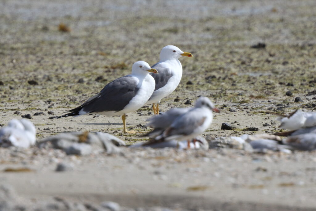 Steppe Gull. Qatar, 25 February 2014 © Neil G. Morris.