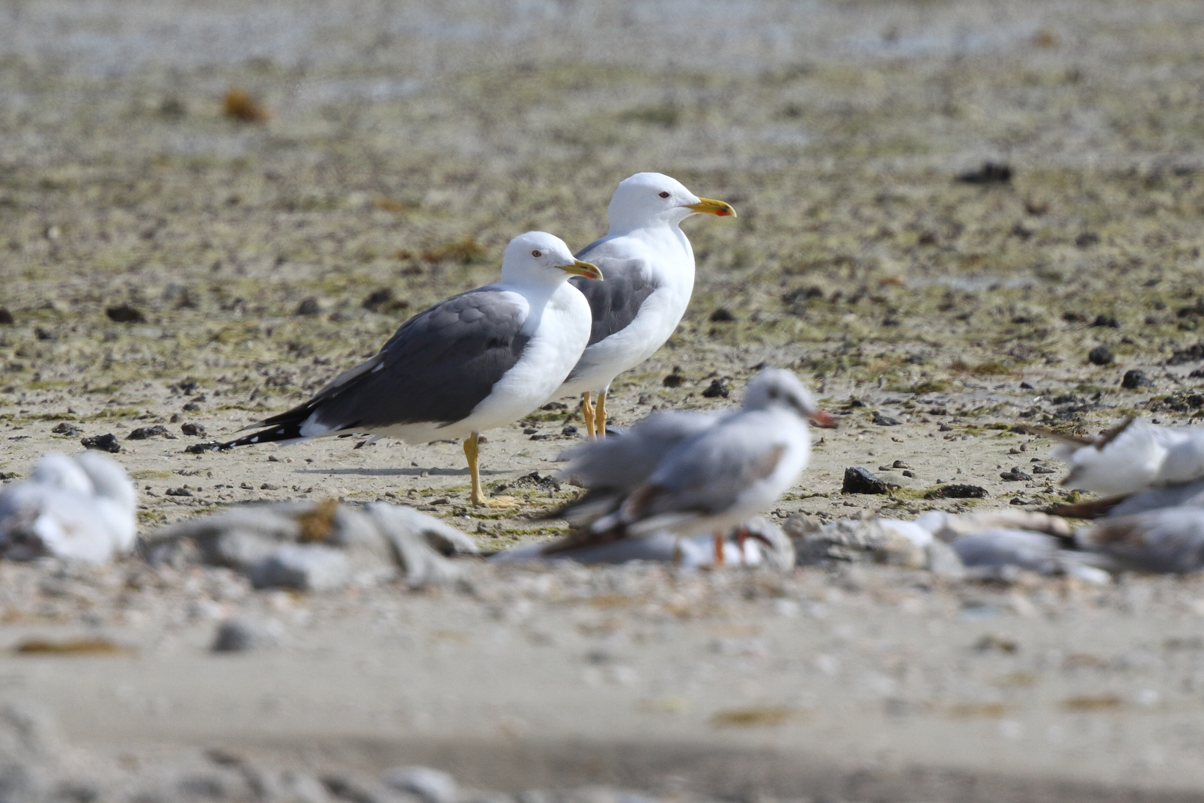 Steppe Gull. Qatar, 25 February 2014 © Neil G. Morris.