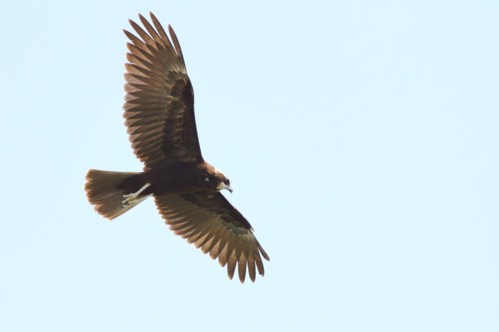 Western Marsh Harrier. Qatar, 10 October 2012 © Neil G. Morris.