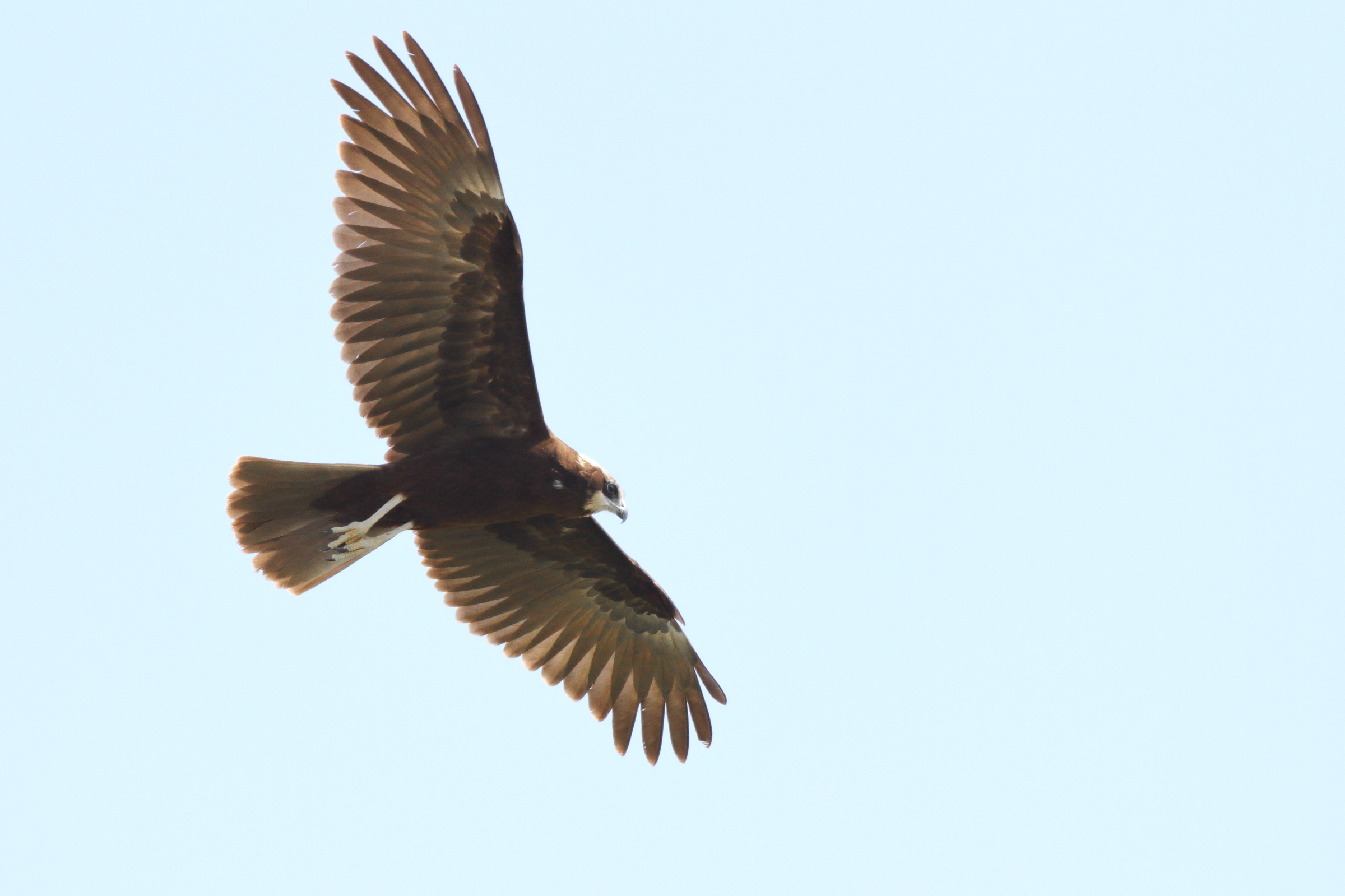 Western Marsh Harrier. Qatar, 10 October 2012 © Neil G. Morris.
