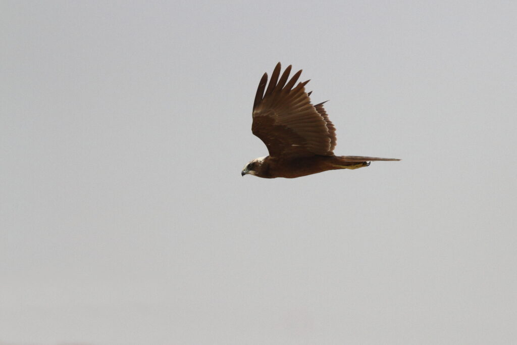 Western Marsh Harrier. Qatar, 18 March 2013 © Neil G. Morris.