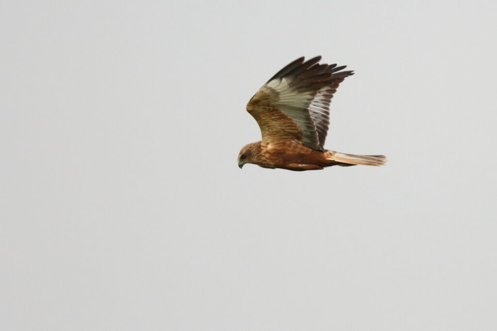 Western Marsh Harrier. Qatar, 22 March 2014 © Neil G. Morris.