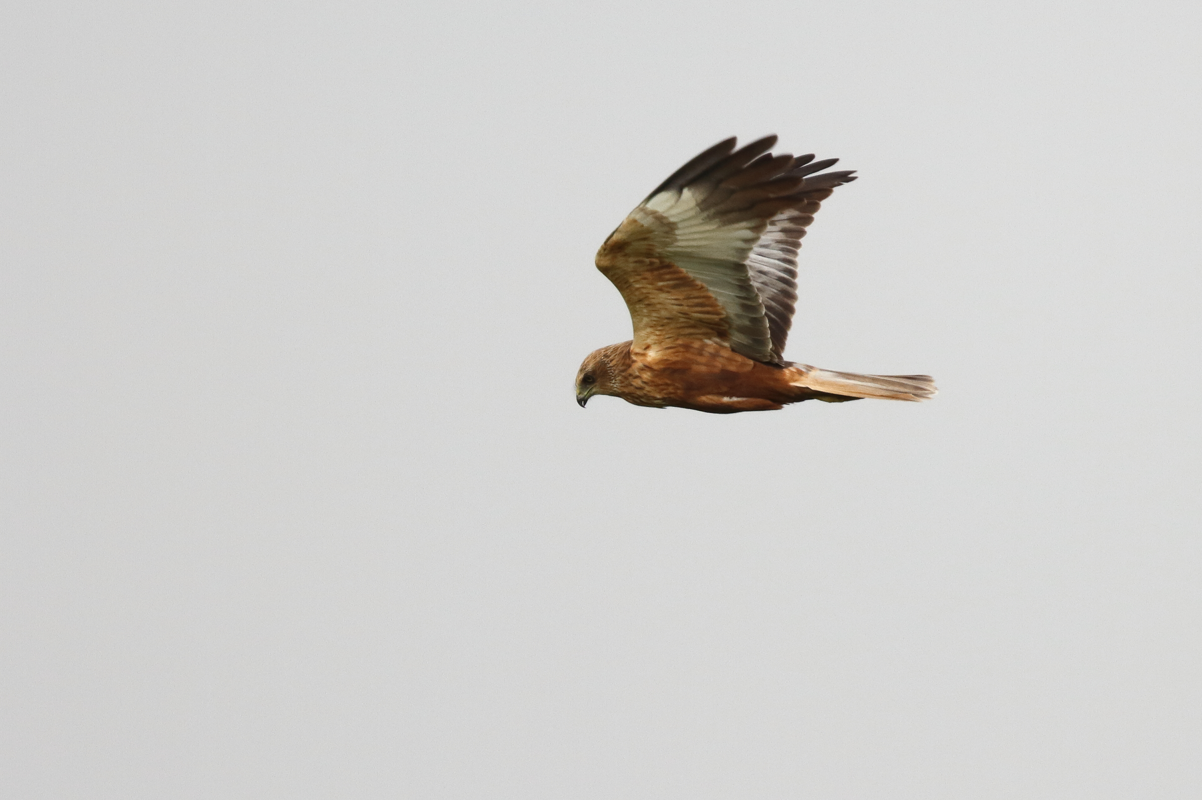 Western Marsh Harrier. Qatar, 22 March 2014 © Neil G. Morris.