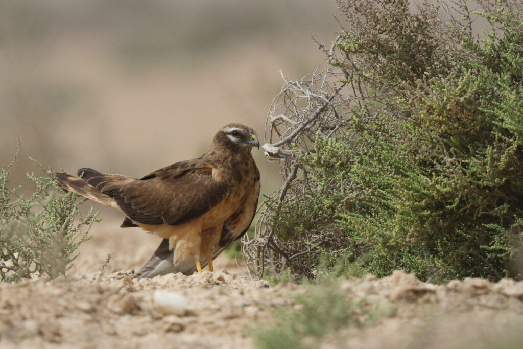 Montagu's Harrier. Qatar, 11 March 2013 © Neil G. Morris.