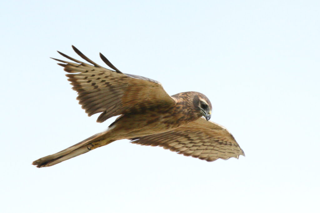 Montagu's Harrier. Qatar, 14 April 2013 © Neil G. Morris.