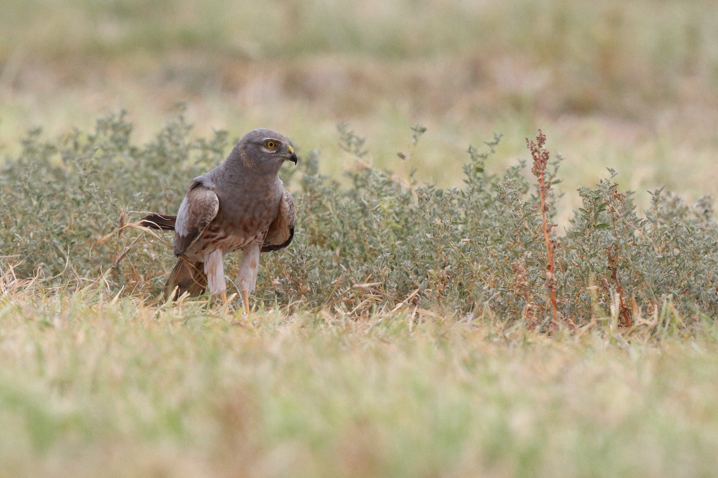 Montagu's Harrier. Qatar, 17 April 2013 © Neil G. Morris.