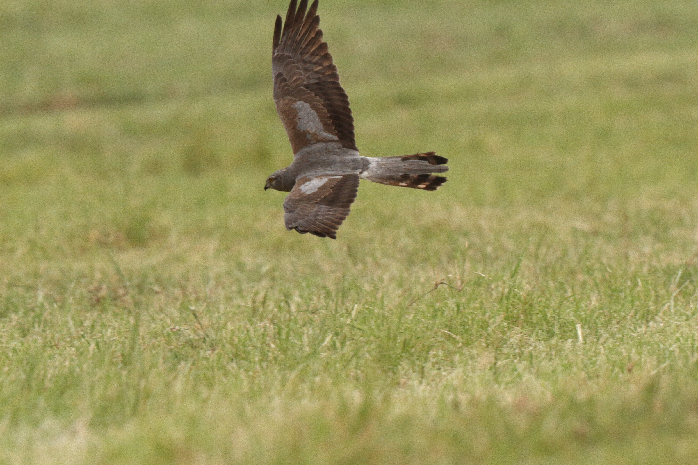 Montagu's Harrier. Qatar, 17 April 2013 © Neil G. Morris.