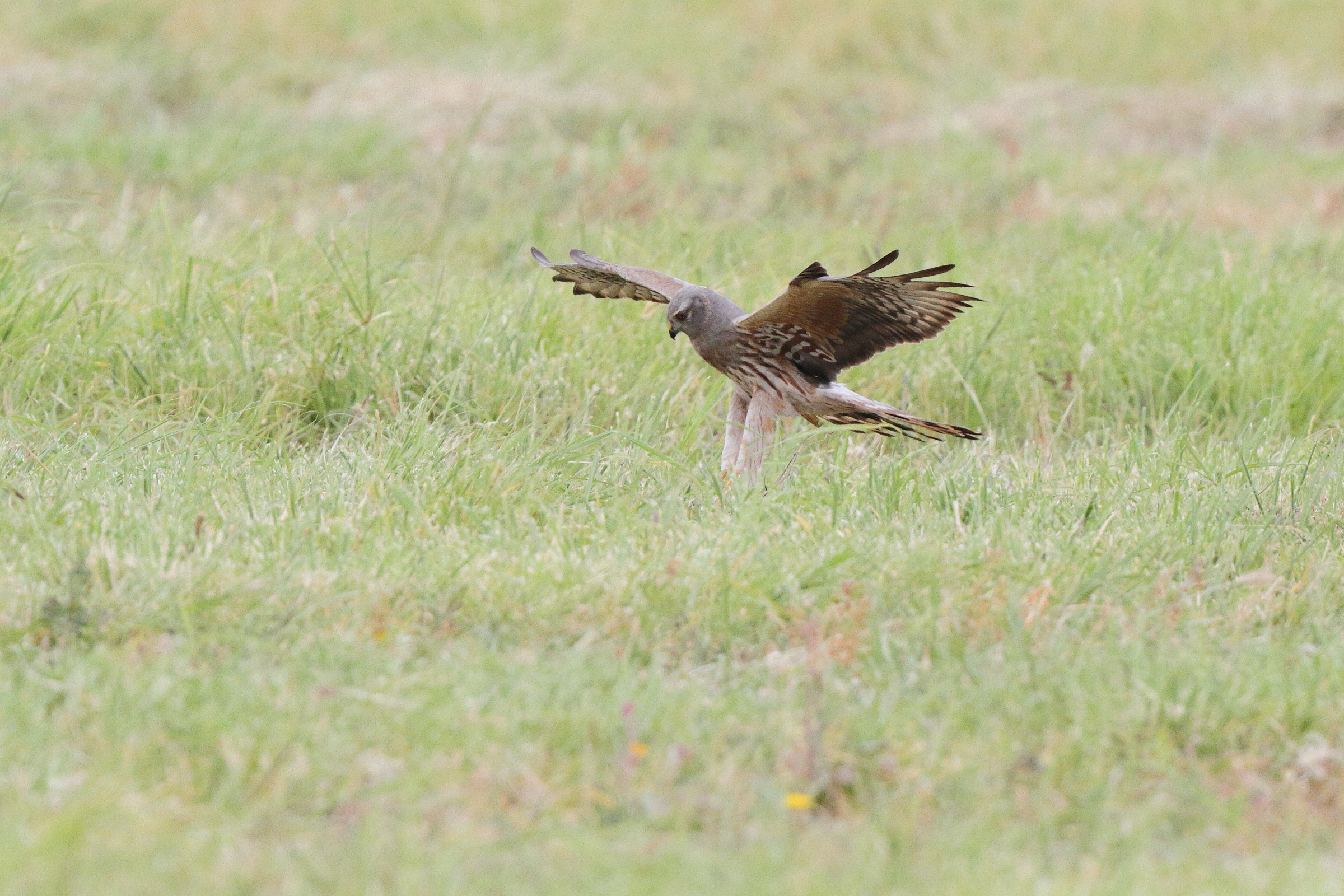 Montagu's Harrier. Qatar, 17 April 2013 © Neil G. Morris.