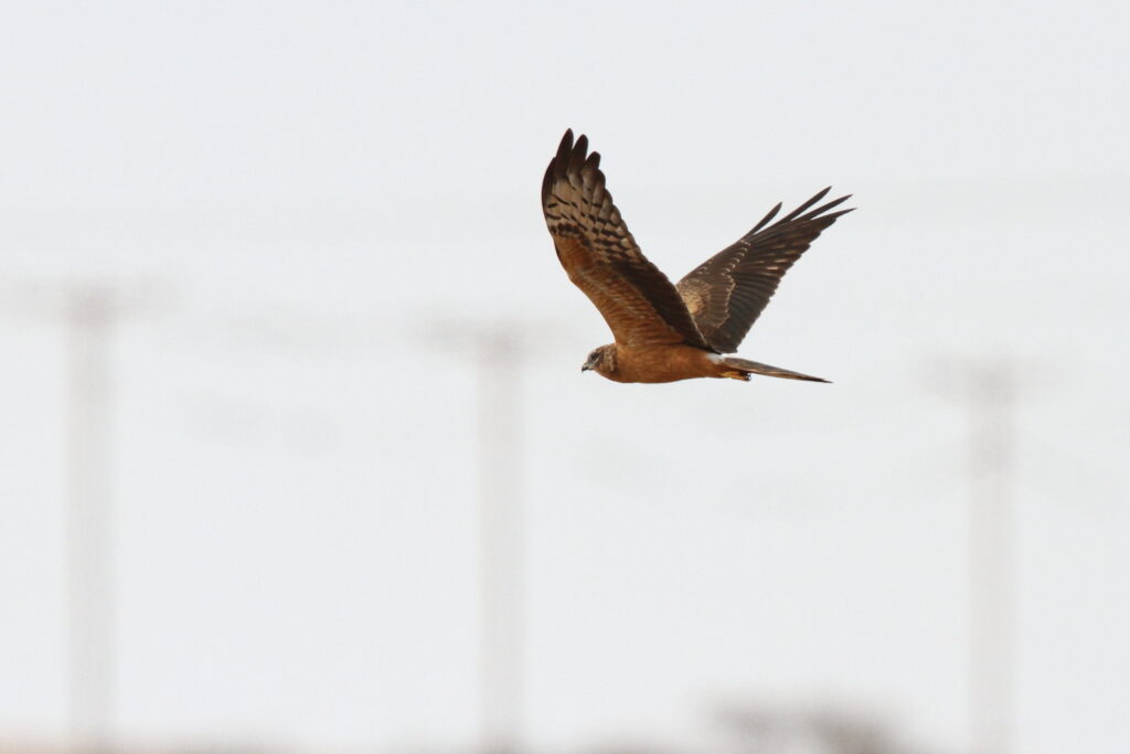 Montagu's Harrier. Qatar, 14 November 2013 © Neil G. Morris.