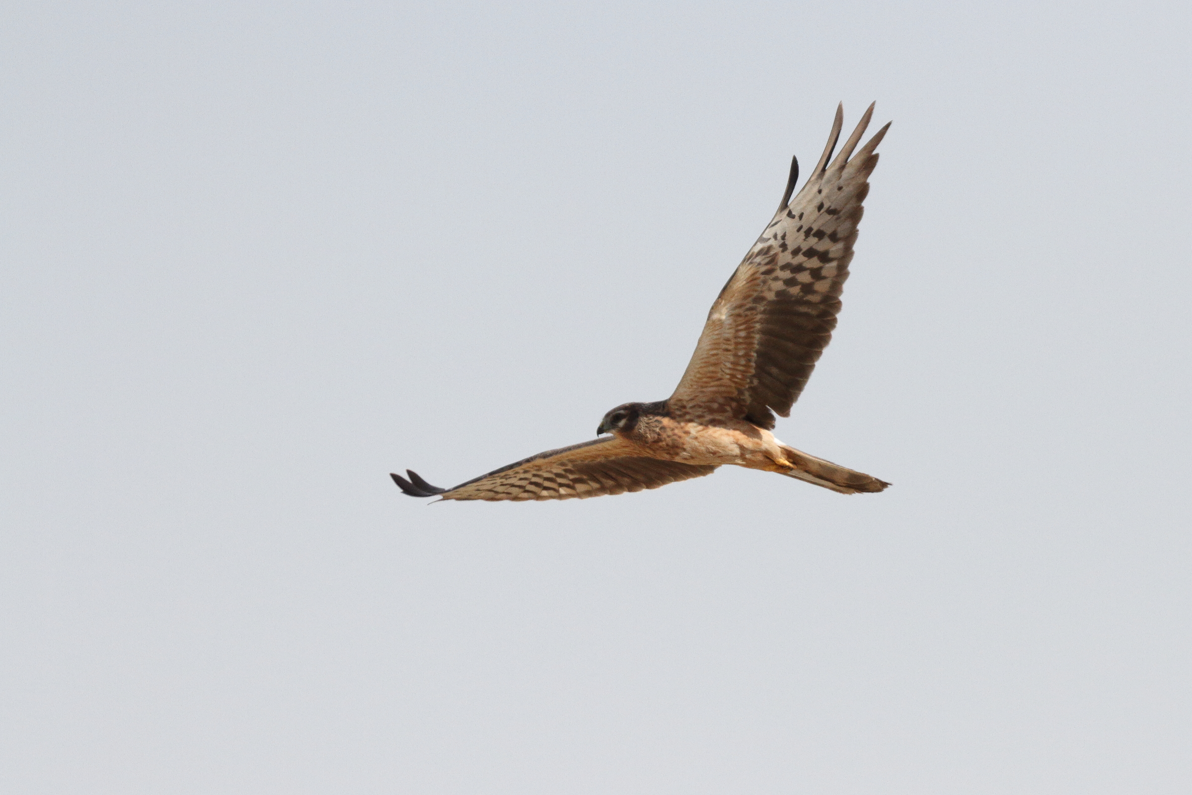 Montagu's Harrier. Qatar, 03 March 2014 © Neil G. Morris.