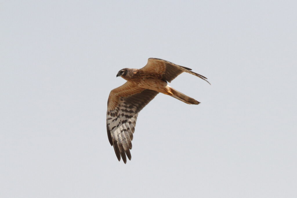 Montagu's Harrier. Qatar, 03 March 2014 © Neil G. Morris.