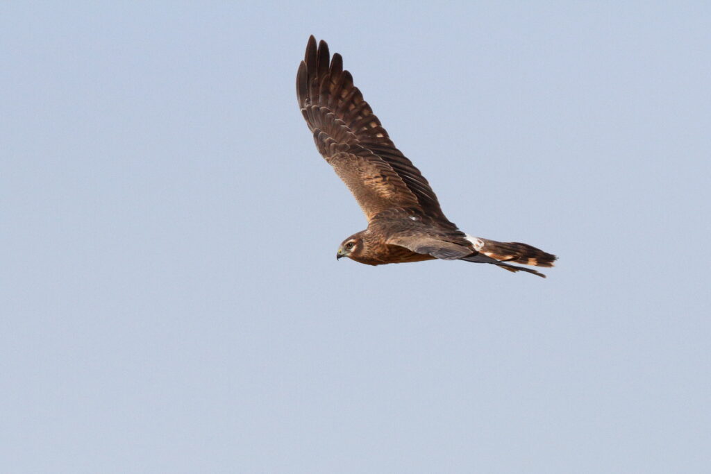 Montagu's Harrier. Qatar, 03 March 2014 © Neil G. Morris.