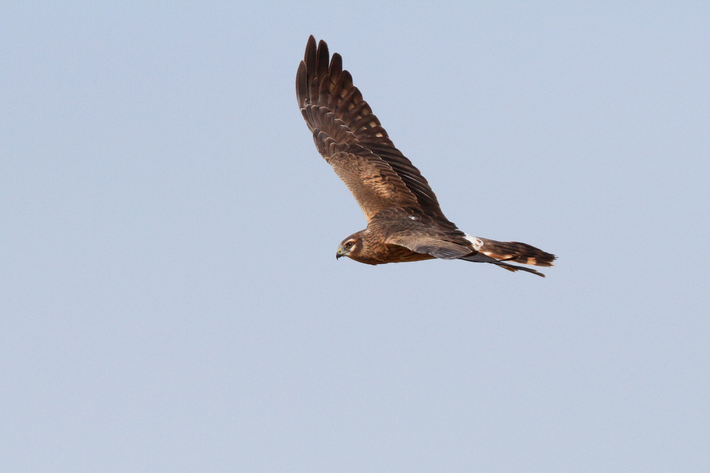 Montagu's Harrier. Qatar, 03 March 2014 © Neil G. Morris.