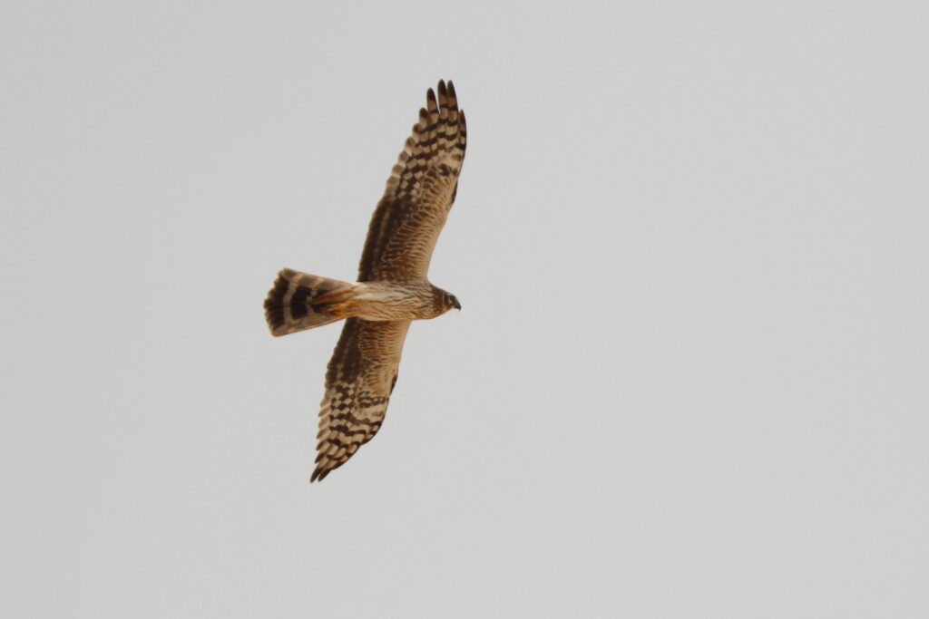 Pallid Harrier. Qatar, 25 March 2014 © Neil G. Morris.