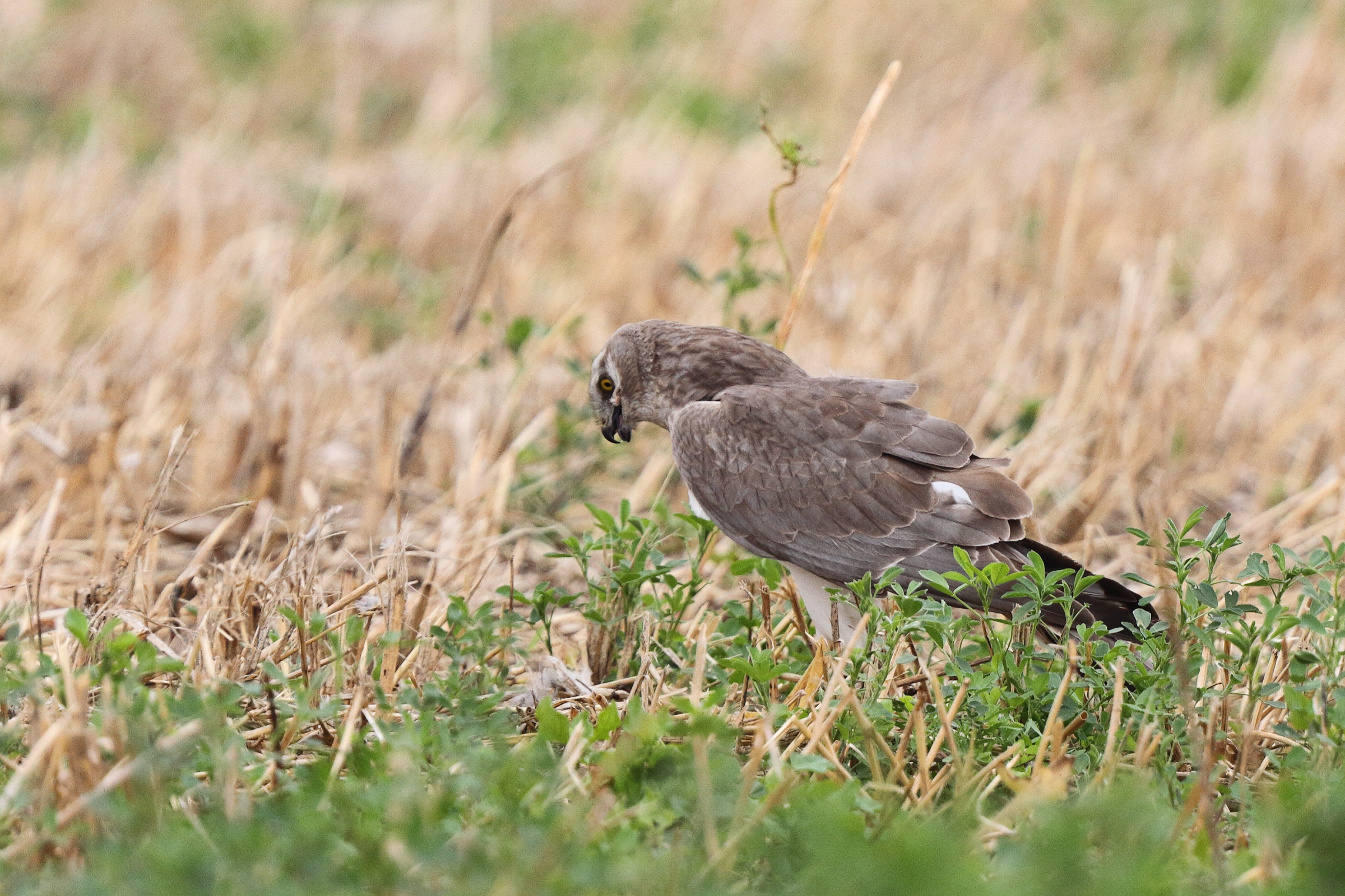 Pallid Harrier. Qatar, 25 March 2014 © Neil G. Morris.