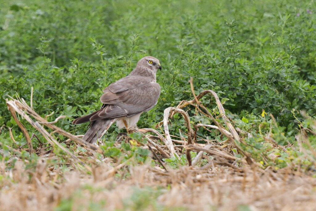 Pallid Harrier. Qatar, 25 March 2014 © Neil G. Morris.