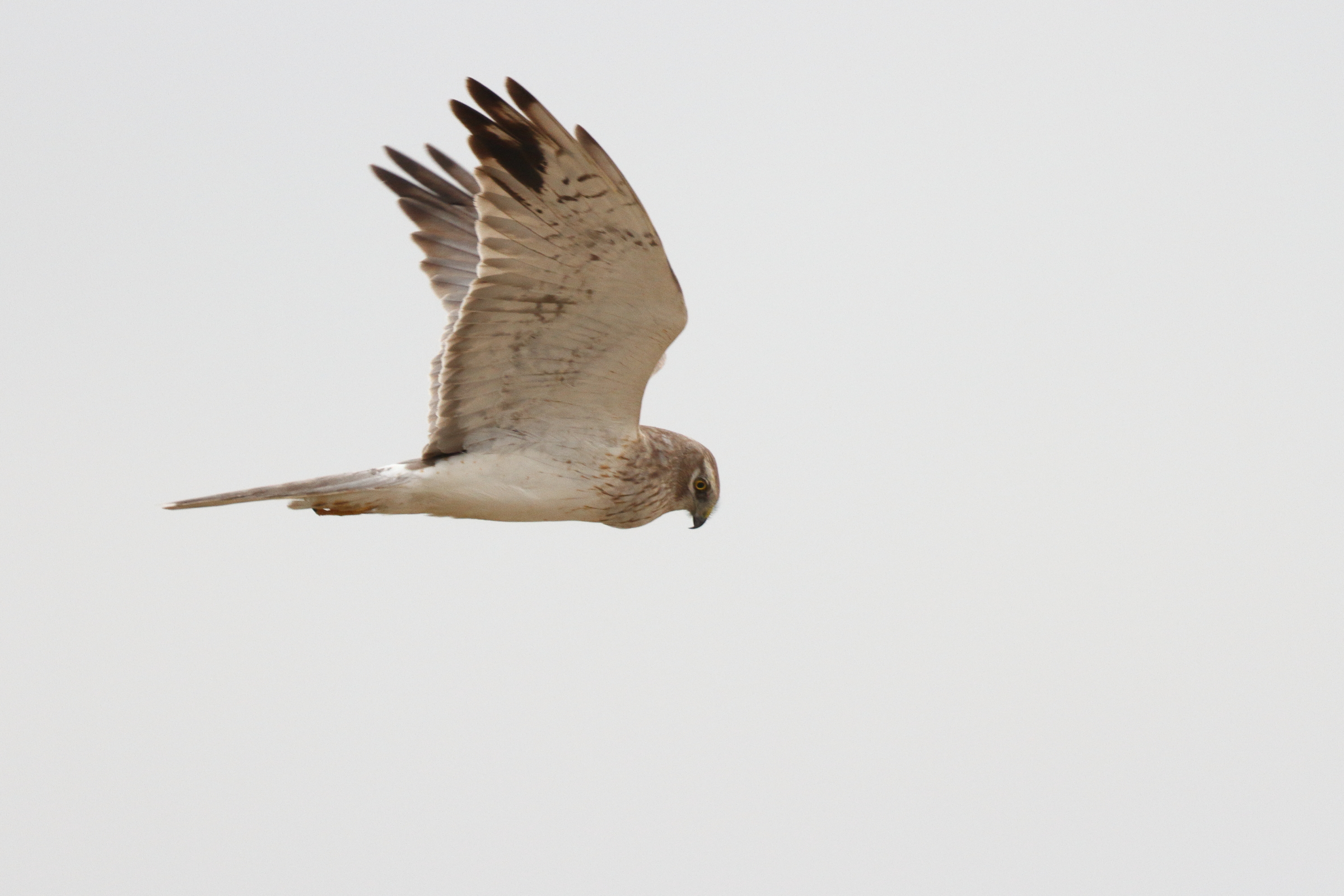 Pallid Harrier. Qatar, 26 March 2014 © Neil G. Morris.