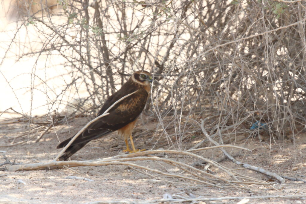 Pallid Harrier. Qatar, 05 October 2012 © Neil G. Morris.