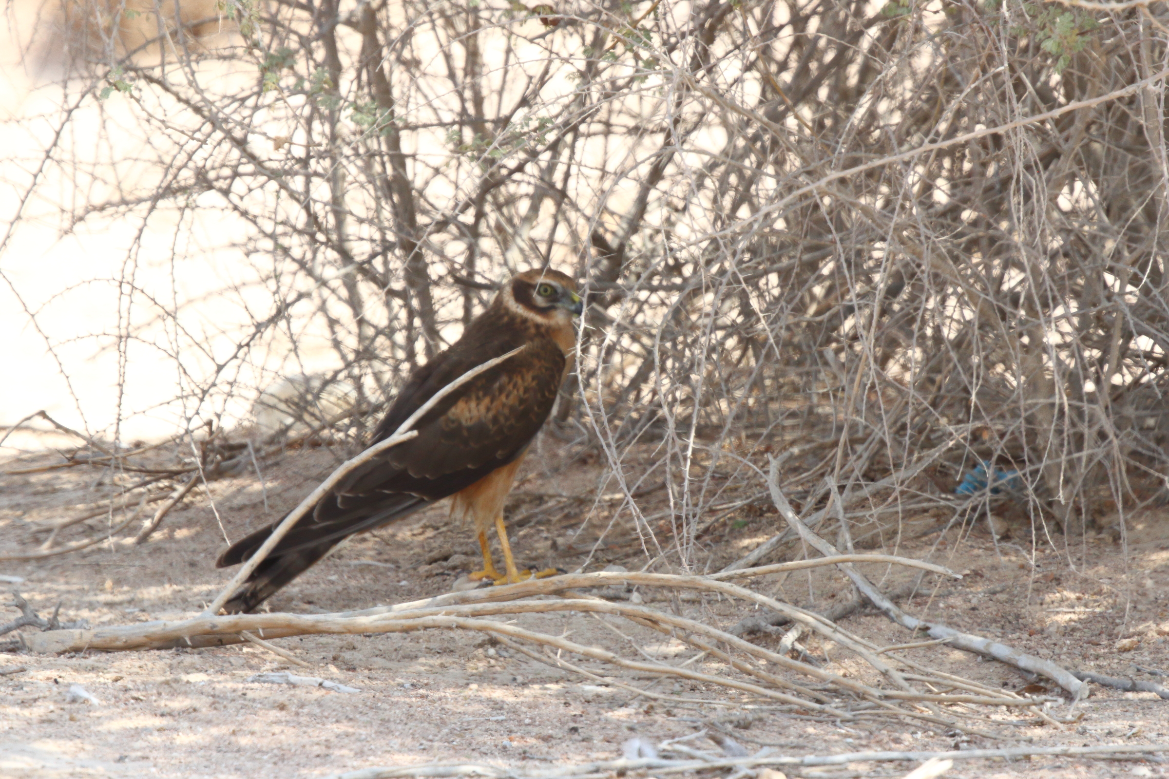 Pallid Harrier. Qatar, 05 October 2012 © Neil G. Morris.