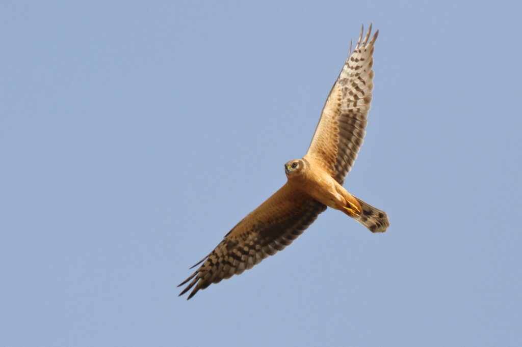Pallid Harrier. Qatar, 07 October 2012 © Neil G. Morris.