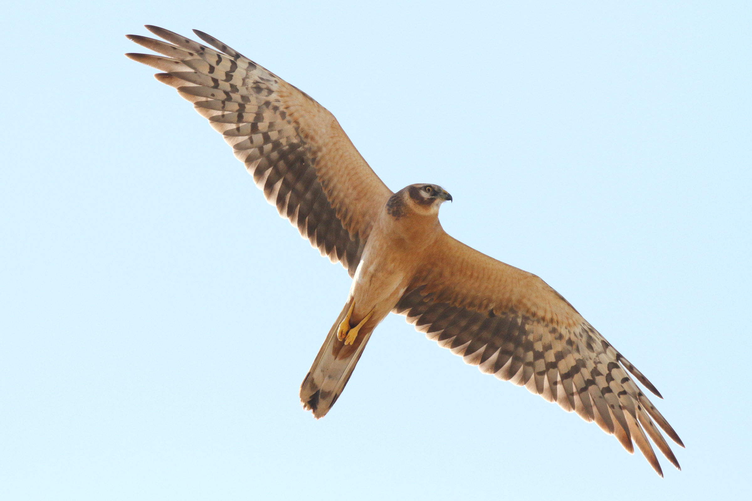 Pallid Harrier. Qatar, 10 October 2012 © Neil G. Morris.