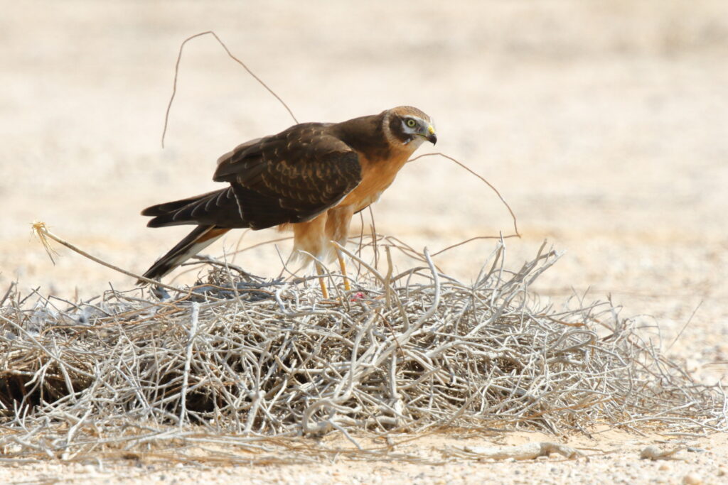 Pallid Harrier. Qatar, 11 October 2012 © Neil G. Morris.