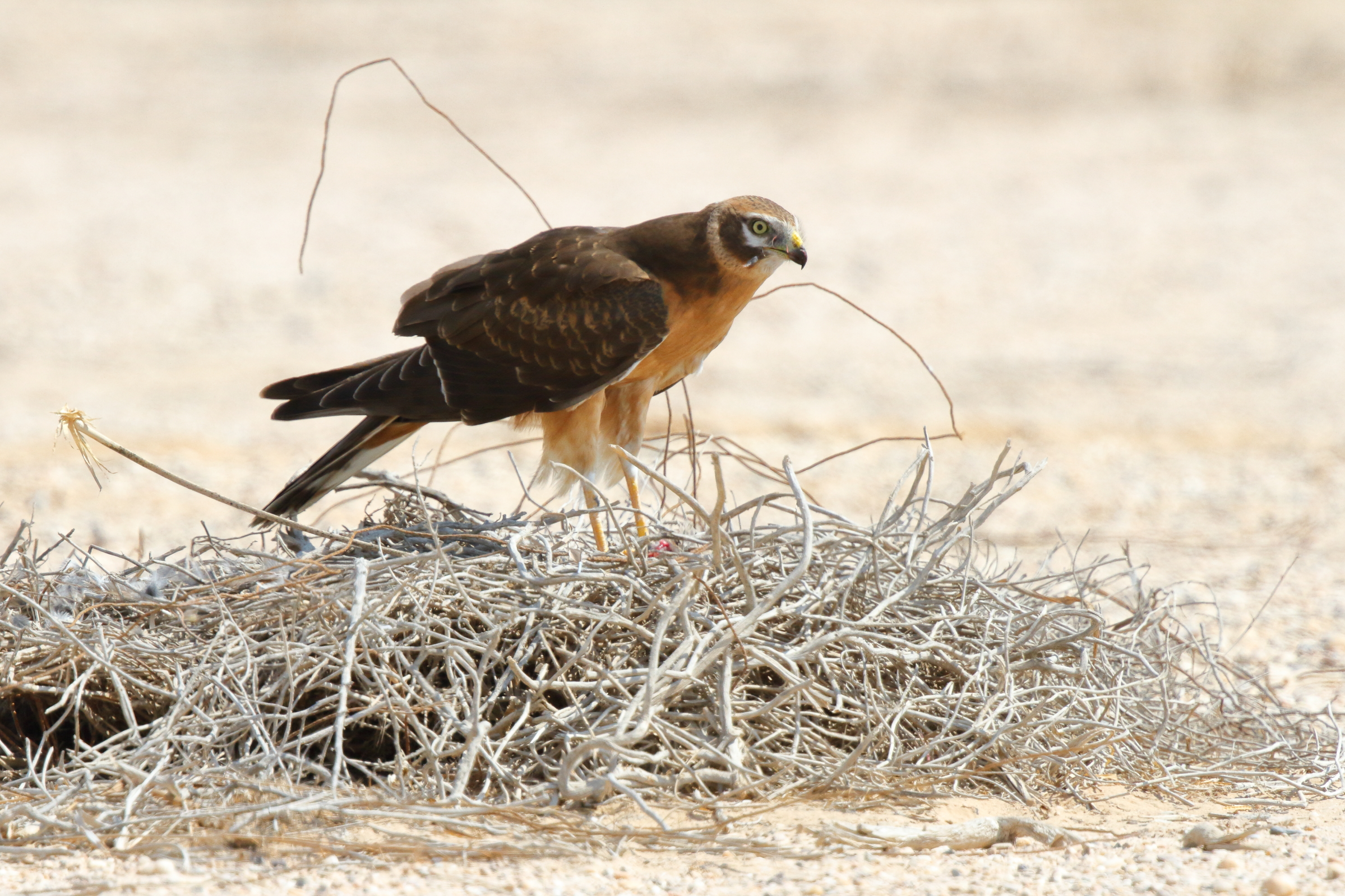 Pallid Harrier. Qatar, 11 October 2012 © Neil G. Morris.