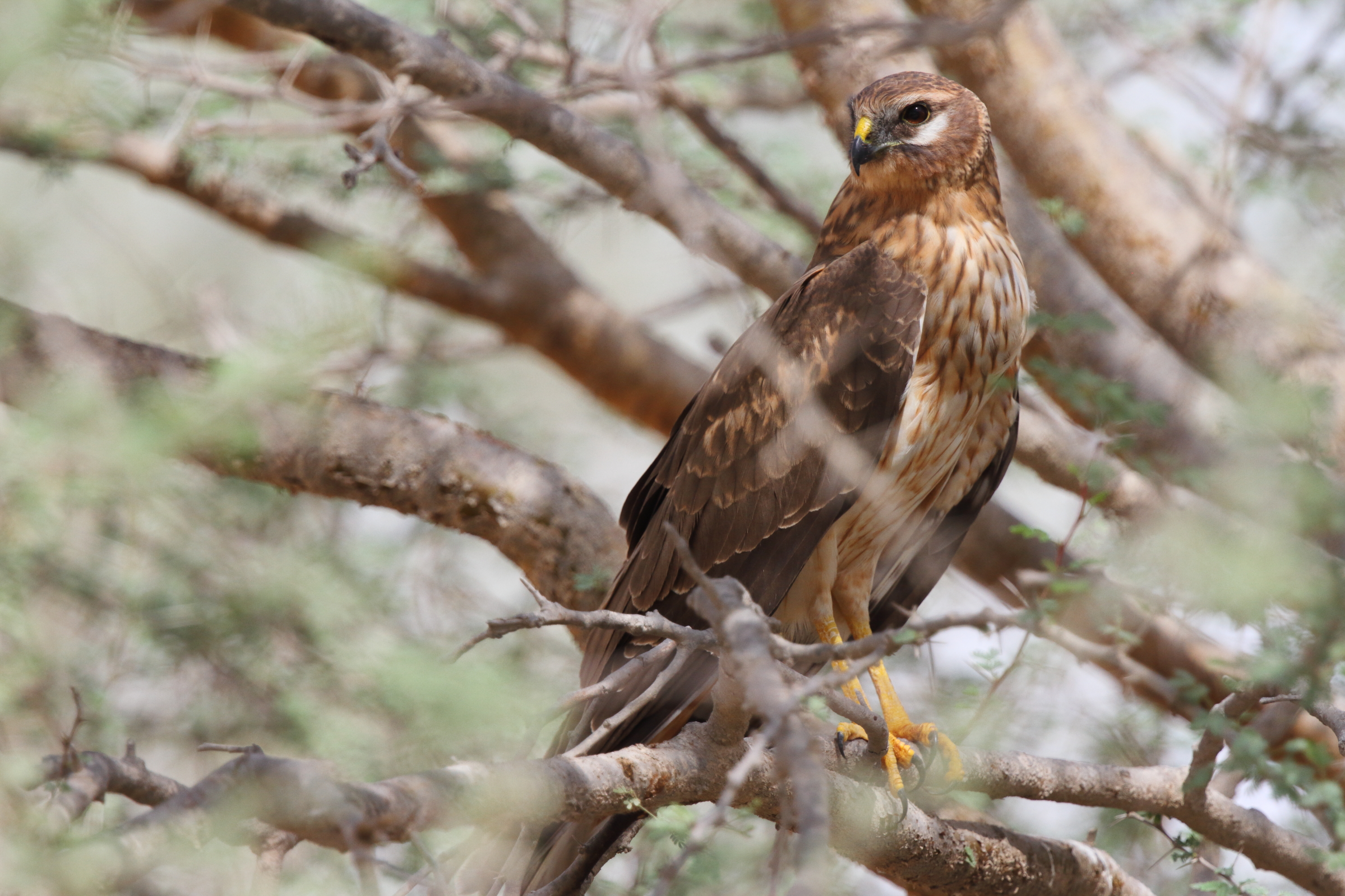 Pallid Harrier. Qatar, 21 October 2012 © Neil G. Morris.