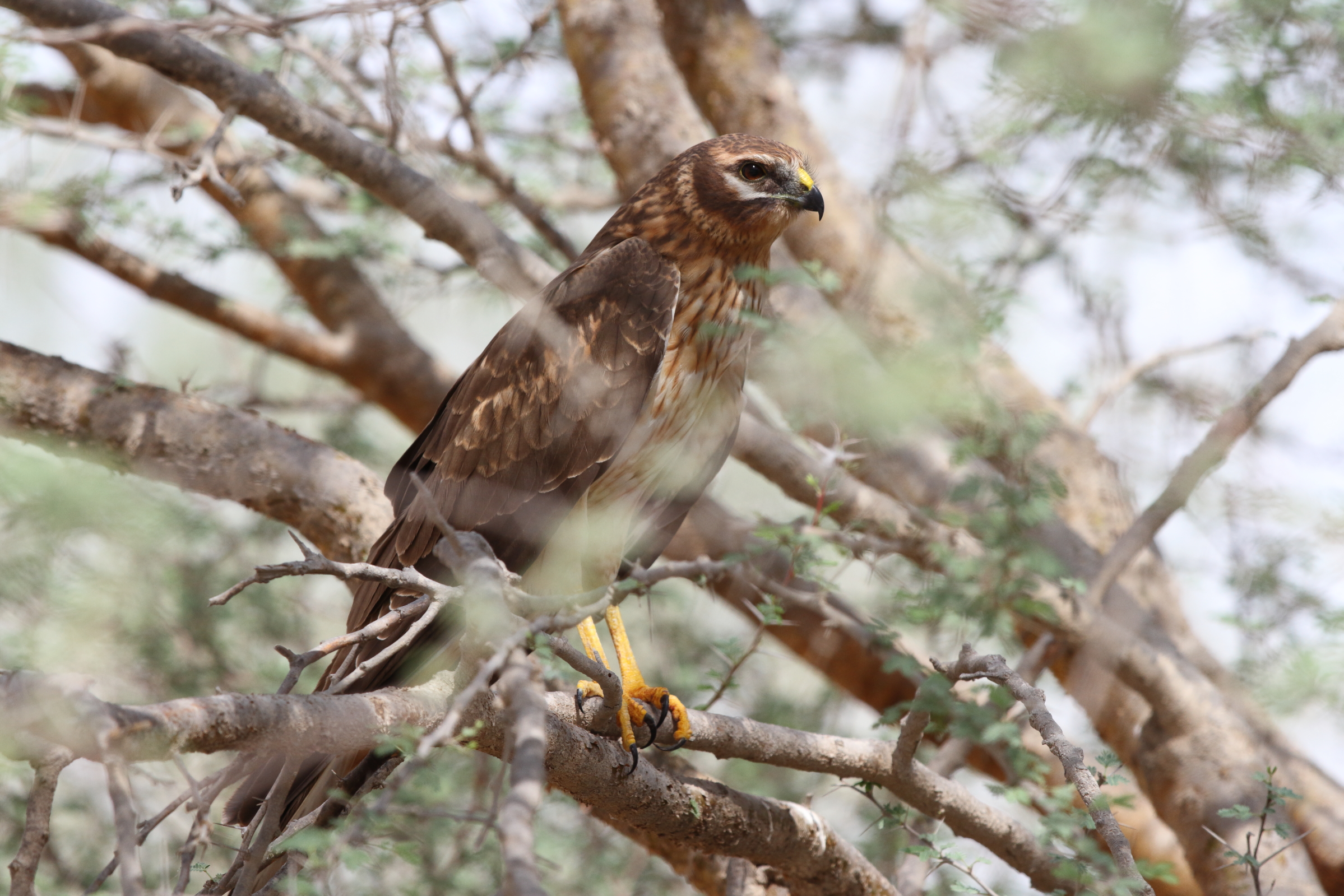 Pallid Harrier. Qatar, 21 October 2012 © Neil G. Morris.