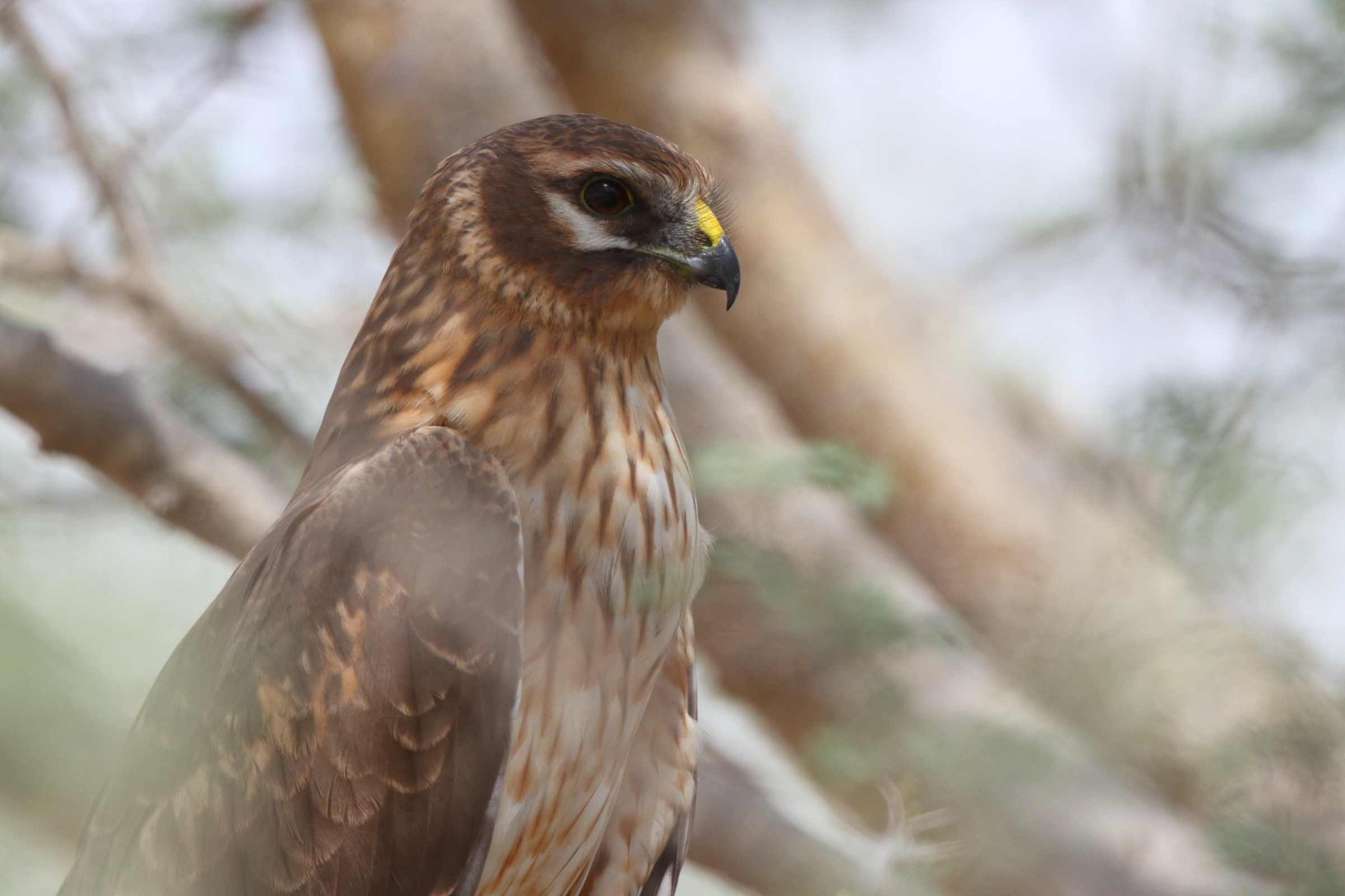 Pallid Harrier. Qatar, 21 October 2012 © Neil G. Morris.
