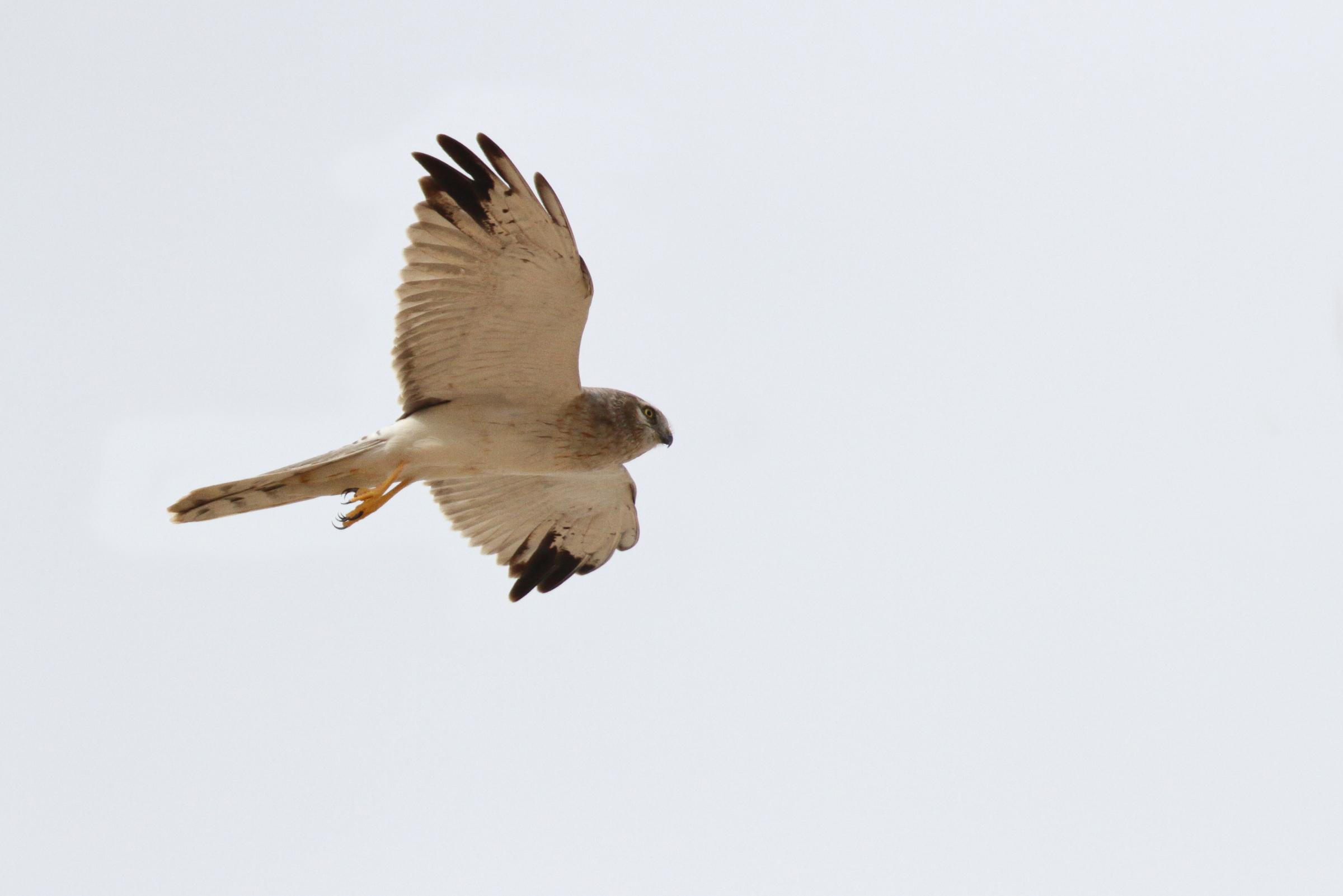 Pallid Harrier. Qatar, 14 November 2012 © Neil G. Morris.