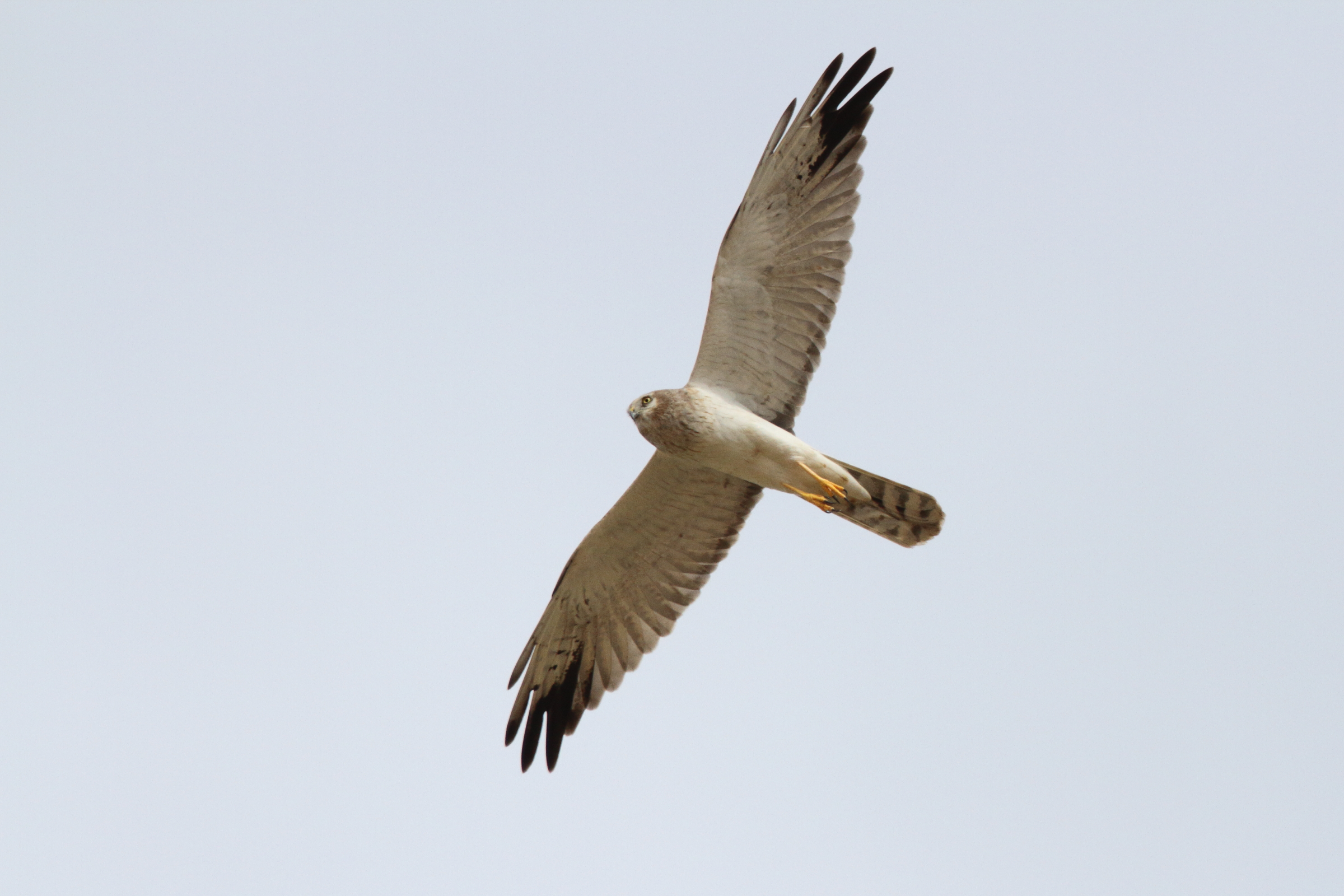 Pallid Harrier. Qatar, 14 November 2012 © Neil G. Morris.
