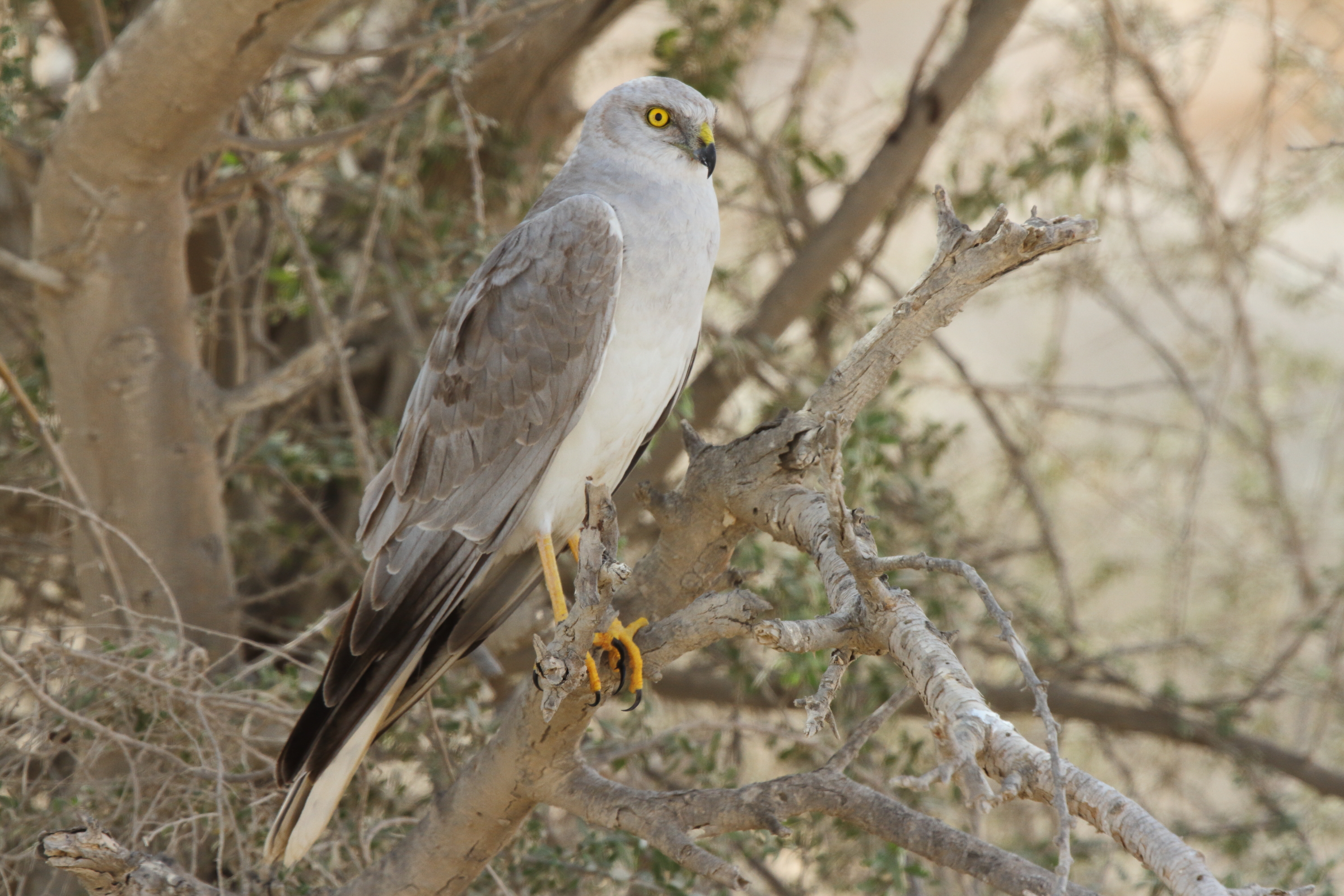 Pallid Harrier. Qatar, 19 February 2013 © Neil G. Morris.