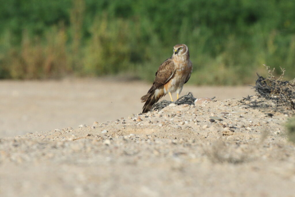 Pallid Harrier. Qatar, 04 March 2013 © Neil G. Morris.