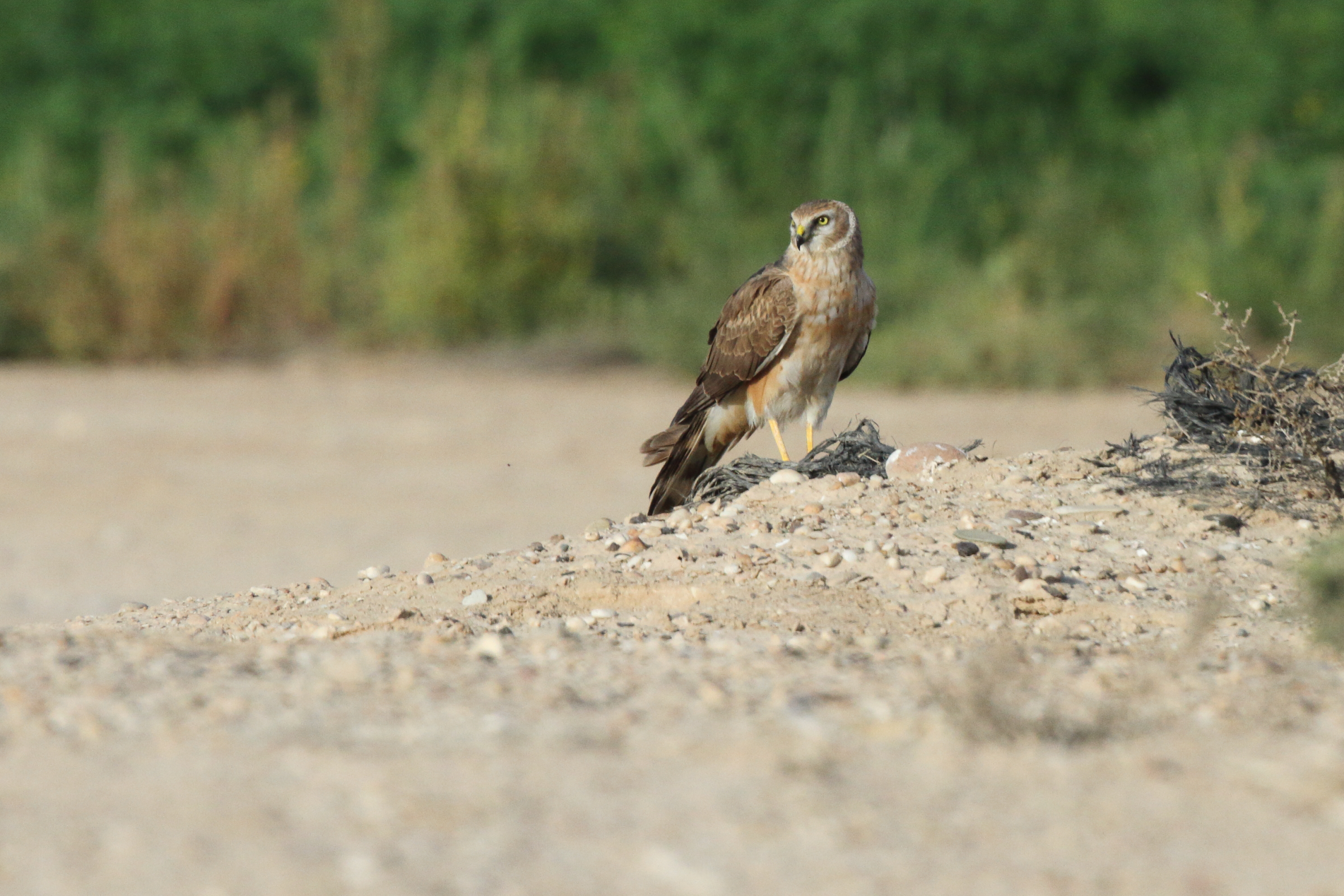 Pallid Harrier. Qatar, 04 March 2013 © Neil G. Morris.