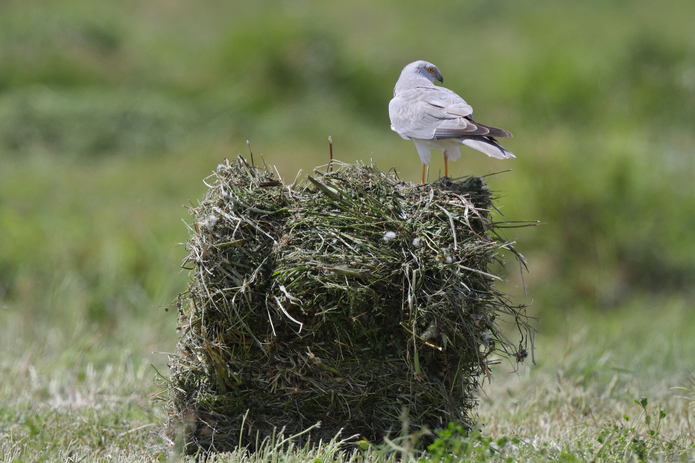 Pallid Harrier. Qatar, 17 March 2013 © Neil G. Morris.