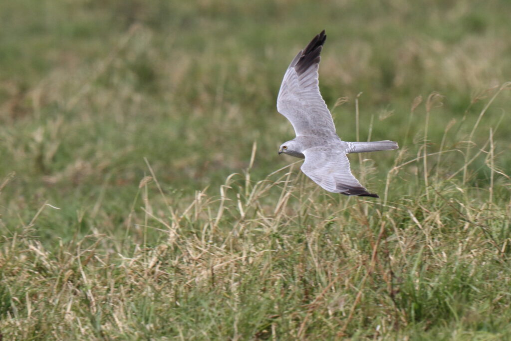 Pallid Harrier. Qatar, 17 March 2013 © Neil G. Morris.
