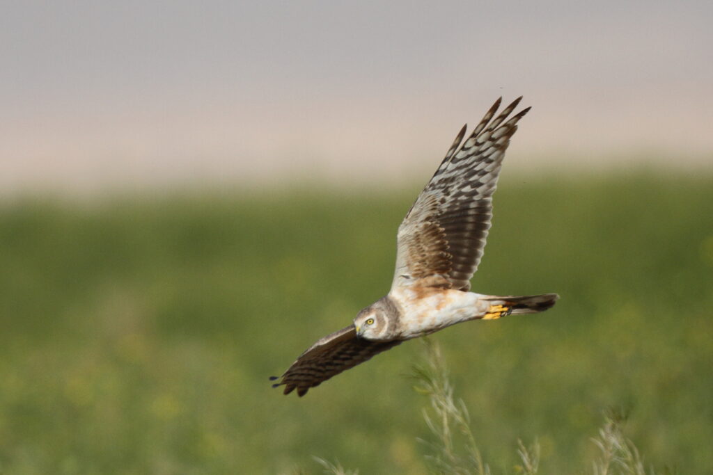 Pallid Harrier. Qatar, 23 March 2013 © Neil G. Morris.