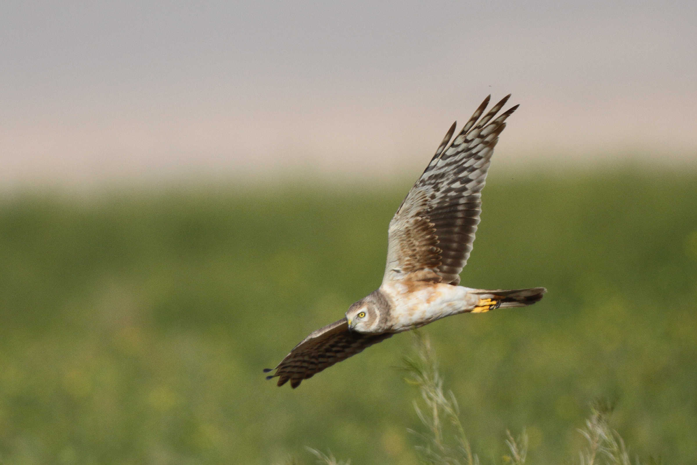 Pallid Harrier. Qatar, 23 March 2013 © Neil G. Morris.