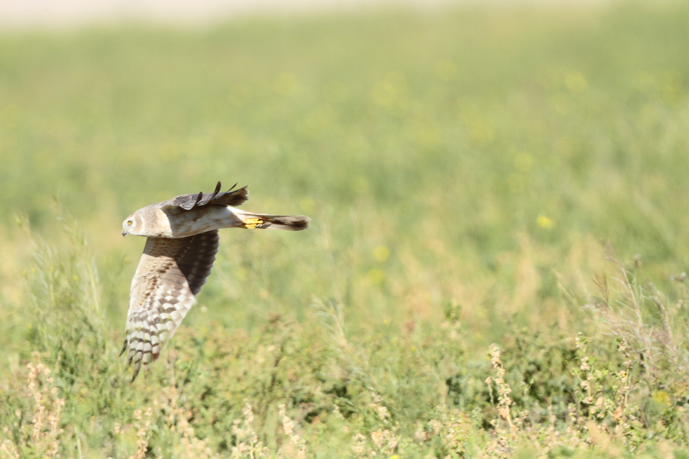 Pallid Harrier. Qatar, 23 March 2013 © Neil G. Morris.