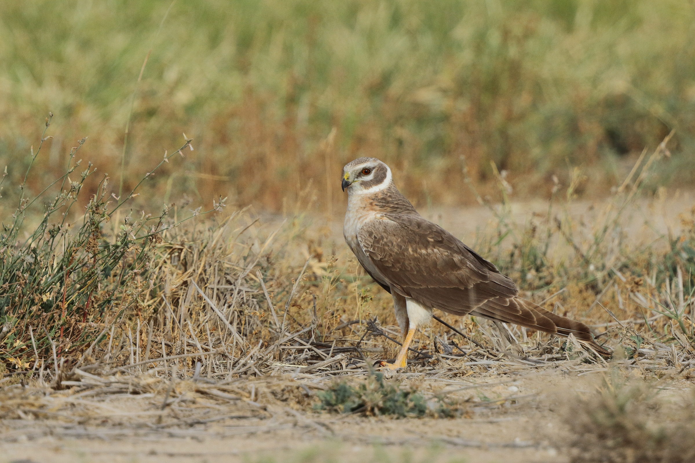 Pallid Harrier. Qatar, 24 April 2013 © Neil G. Morris.