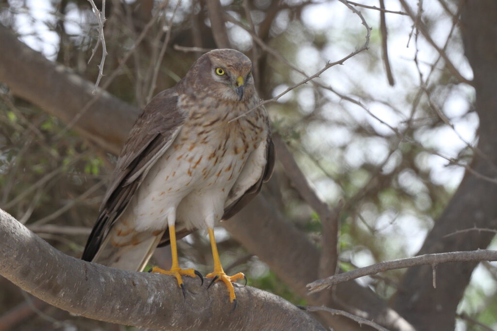 Pallid Harrier. Qatar, 21 October 2013 © Neil G. Morris.