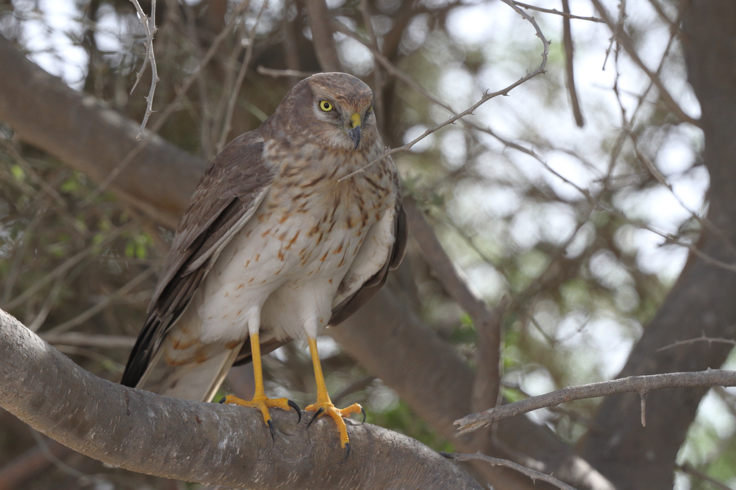 Pallid Harrier. Qatar, 21 October 2013 © Neil G. Morris.