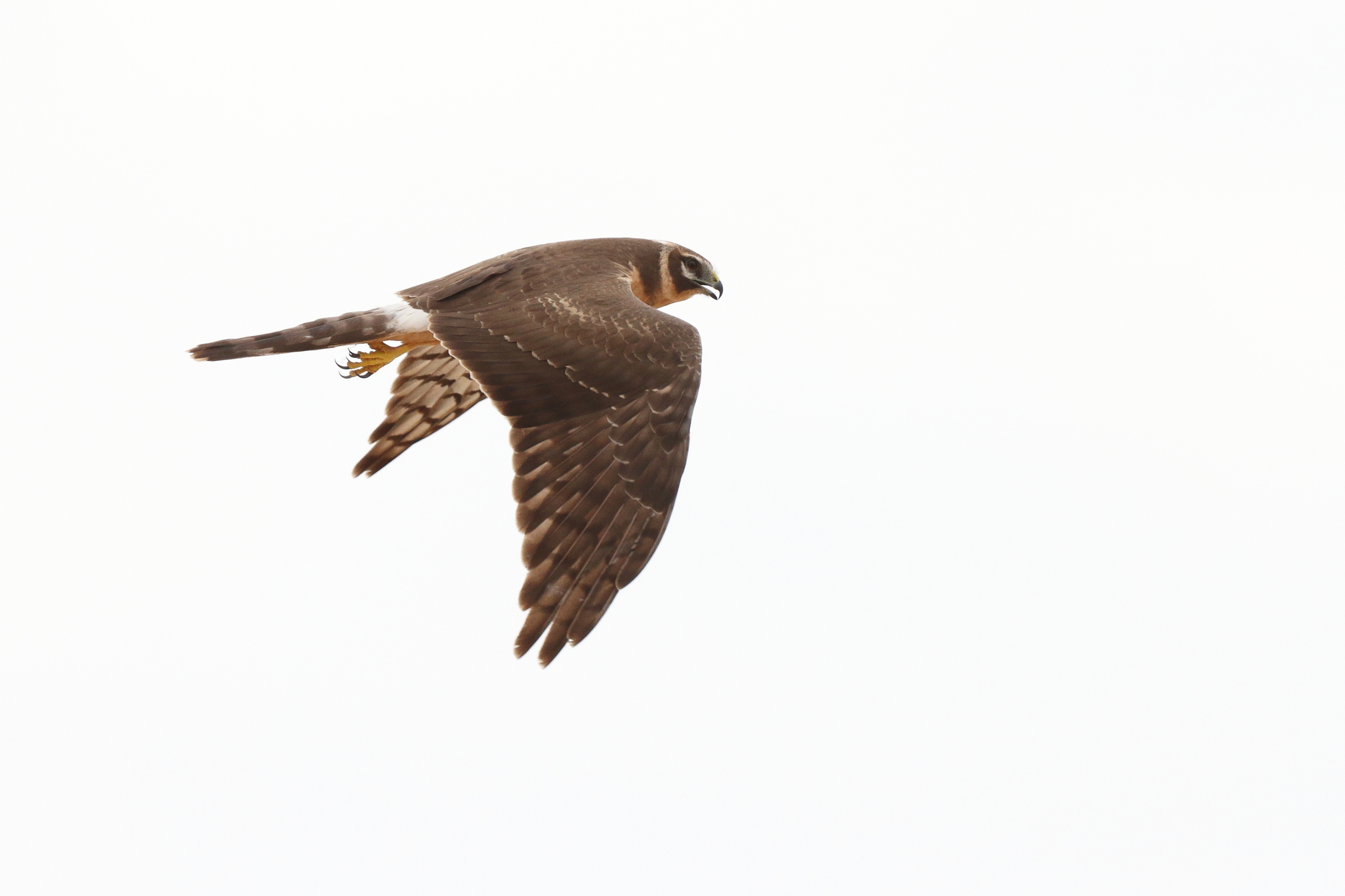 Pallid Harrier. Qatar, 14 Novemberber 2013 © Neil G. Morris.